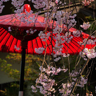 降りしきる桜
