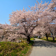 地元の穴場桜スポット