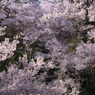 桜雲橋ナウ