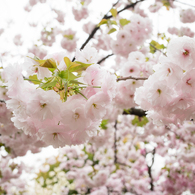 造幣局桜の通り抜け４