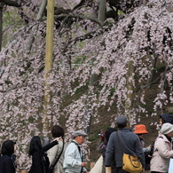 桜スカートナウ