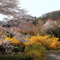 花の競演