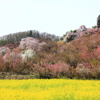 野にも山にも春本番