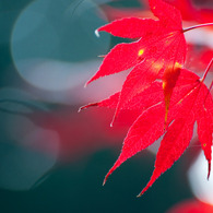 深紅
