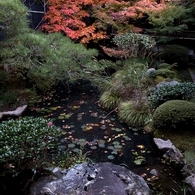 京都・永観堂の紅葉