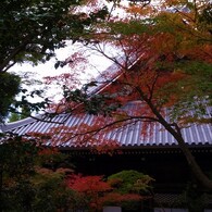 京都・永観堂の紅葉