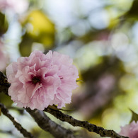八重桜