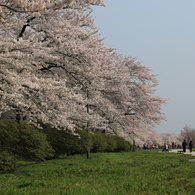 桜街道ナウ