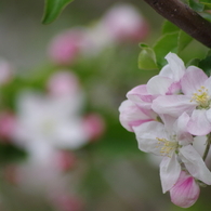 果樹の花-林檎3
