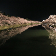 春の夜の夢ナウ
