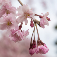 八重紅枝垂桜