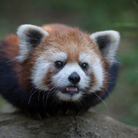 red panda