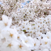 桜雪崩