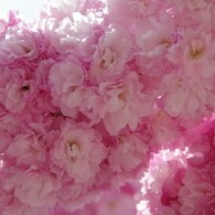 桜色・いろいろ28
