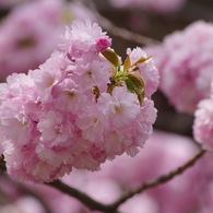 桜色・いろいろ29
