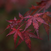 紅葉