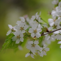 桜色・いろいろ30