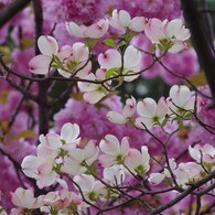 花水木と八重桜