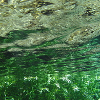 魚の目にも緑