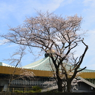 武道館・桜