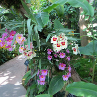 牧野植物園