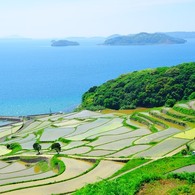 緑の棚田