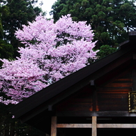 神域に咲く