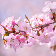 sakura2014_10