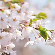 sakura2014_11