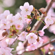 sakura2014_12