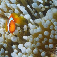 Tomato clownfish