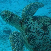 Sea turtle