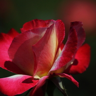 Double Delight－１