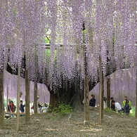 フラワーパークの巨大な藤の木