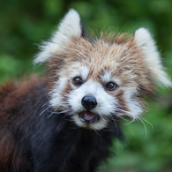 red panda