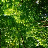 River of green