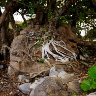 世界遺産 沖縄 今帰仁城跡-18