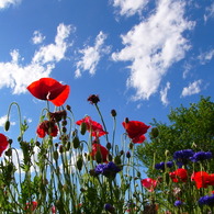 ケシの花