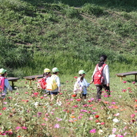 秋桜畑と子供たち