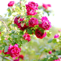 春の花　～薔薇