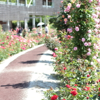 Rose03