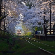 桜の想い出　弐