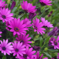 伊豆四季の花公園３