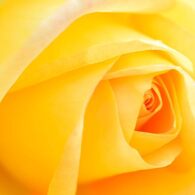 薔薇 カロリーヌドゥモナコ