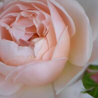 薔薇 セントセシリア