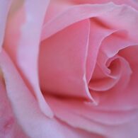 薔薇 ブライダルピンク