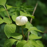 山芍薬