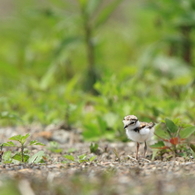 ふわふわモコモコな1.5頭身