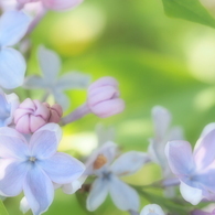 ライラックの花