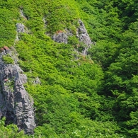 竜飛の山つつじ